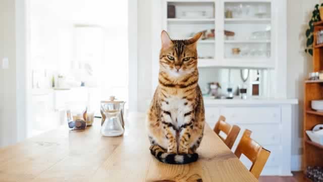 Are Investors Undervaluing Central Garden & Pet (CENTA) Right Now?
