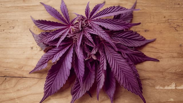 Cannabis stocks soar on Trump reclassification speculation