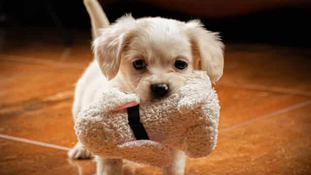 Chewy's Q1 Earnings Beat Estimates, Active Customer Sales Increase Y/Y
