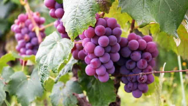 How To Earn $500 A Month From Calavo Growers Stock Ahead Of Q2 Earnings