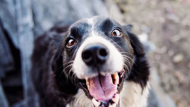 Chewy (CHWY) Is a Trending Stock: Facts to Know Before Betting on It