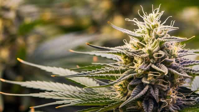 This Cannabis Stock Sits Out The Rally Sparked By US-China Deal
