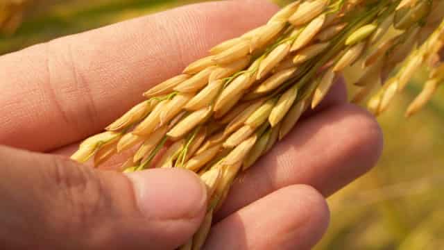 Top Ag Tech & Food Innovation Stocks to Strengthen Your Portfolio