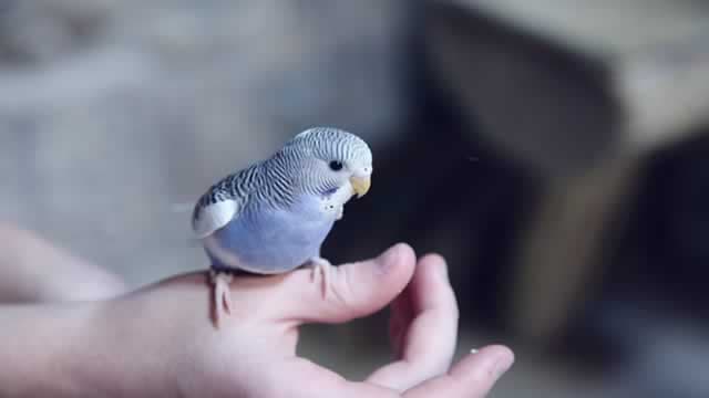 Central Garden (CENTA) Expected to Beat Earnings Estimates: Can the Stock Move Higher?