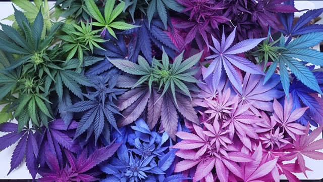 Cronos Rallies Amidst Greater Cannabis Sector Rally Over Possible Rescheduling