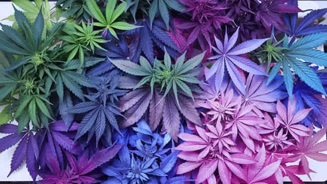 OrganiGram (OGI) Reports Q2 Loss, Misses Revenue Estimates
