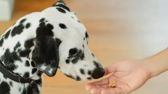 Should Investors Buy Chewy Stock at the Discounted Valuation?