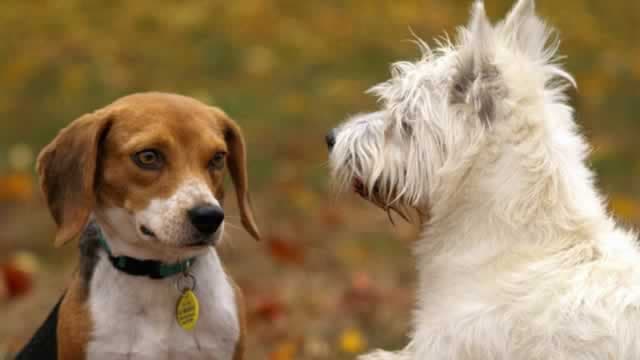 Central Garden & Pet Company: No Sales Growth In Sight