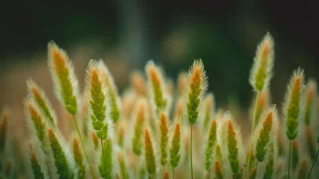 Bunge's $34 billion Viterra merger clears final China hurdle