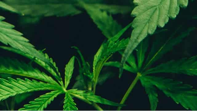 Canopy Growth Corporation (CGC) is Attracting Investor Attention: Here is What You Should Know