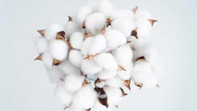 Cotton Farmers White-Knuckling Through Rampant Uncertainty