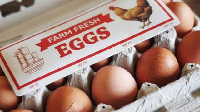 Vital Farms (VITL) Beats Stock Market Upswing: What Investors Need to Know