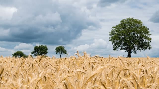 MP, BG, ADM Capture Investor Attention in Metal & Agriculture Stock Shake-Up