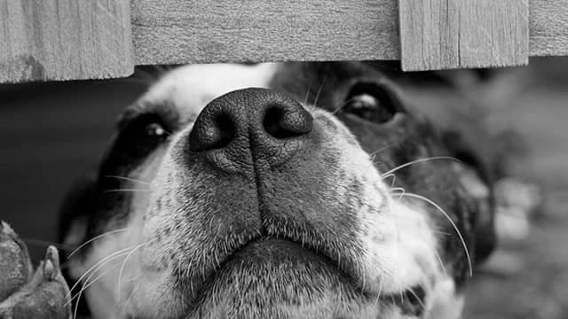 Why Chewy Stock Ticked Higher on Thursday