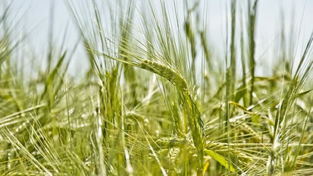 What's Going On With Archer-Daniels-Midland Today?