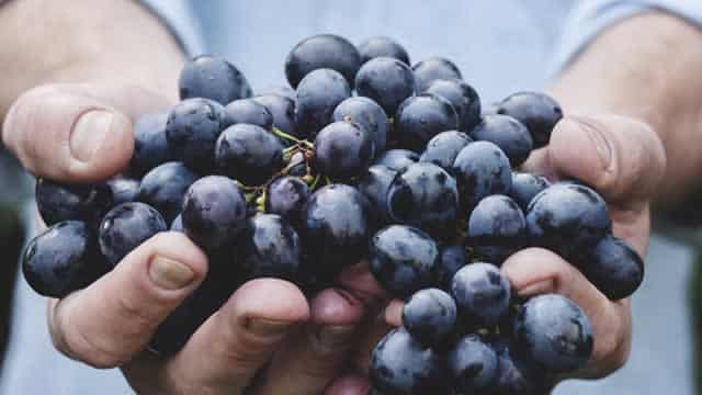 BioHarvest inks fragrance compound deal in move into multi-billion-dollar scents market