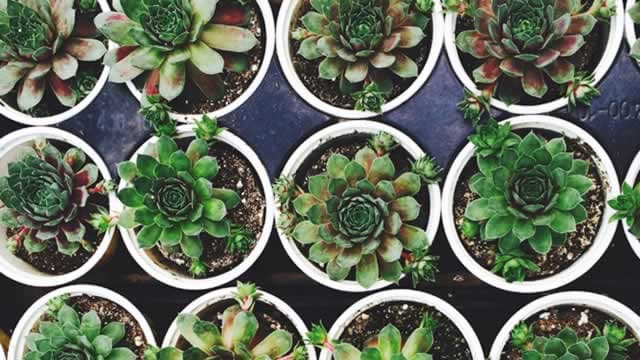 Central Garden (CENTA) Q3 Earnings Beat Estimates