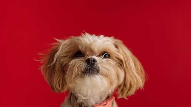 Central Garden & Pet Q3 Earnings Beat Estimates, Sales Fall Y/Y
