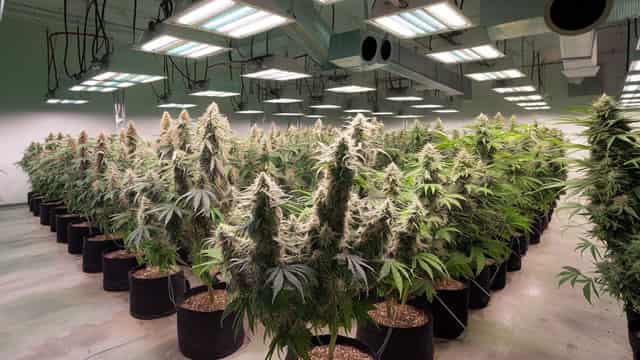 Cannabis Stocks Rally As Buzz Grows