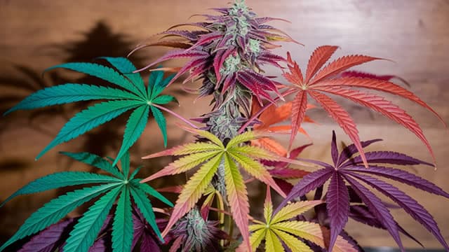 President Trump Lights Up Cannabis Stocks With Pro-CBD Truth Social Post