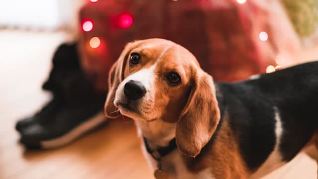 Elanco's dog flu vaccine gets USDA nod