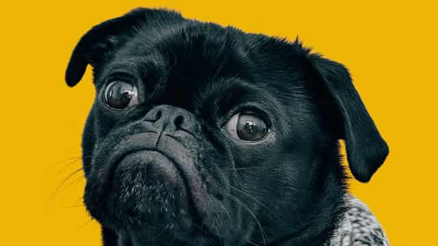 Investors Might Need A Waste Bag For Freshpet's Stock