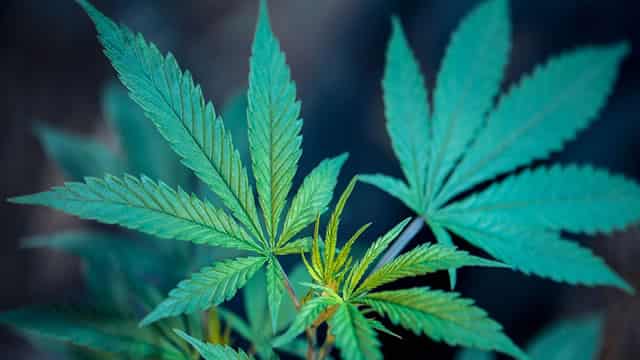 MSOS ETF Underperforms Compared To Canadian Cannabis Peers