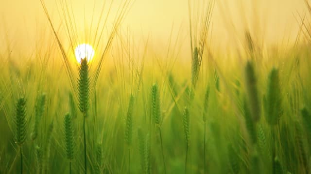 Bunge Global (BG) Q3 Earnings: Taking a Look at Key Metrics Versus Estimates