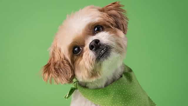 Should You Still Buy Chewy Stock After Its 15% Rise in a Month?