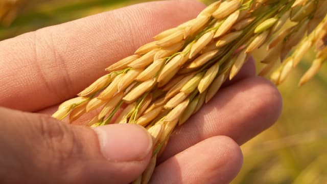 Seneca Stock Gains on Higher Q2 Earnings and Margin Expansion