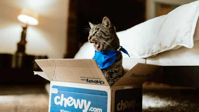 Is Chewy a Buy After the Company Just Raised Its Guidance?