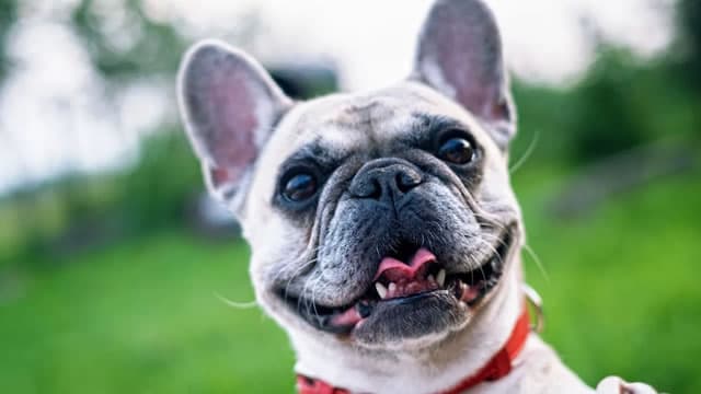 Chewy (CHWY) Stock Dips While Market Gains: Key Facts