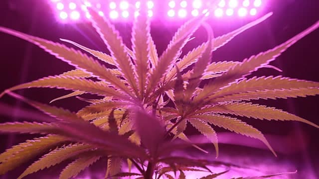 Prediction: President Trump Will Legalize Marijuana in 2026