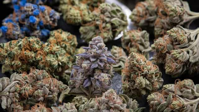 Tilray Brands, Inc. (TLRY) Stock Declines While Market Improves: Some Information for Investors