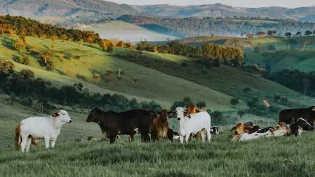 Phibro Animal Health (PAHC) is a Top-Ranked Momentum Stock: Should You Buy?