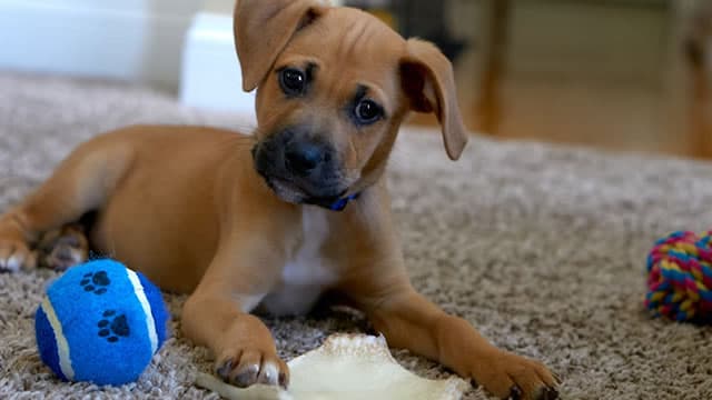 Wall Street Bulls Look Optimistic About Chewy (CHWY): Should You Buy?