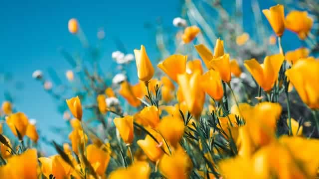 Central Garden (CENT) Reports Q4 Loss, Beats Revenue Estimates