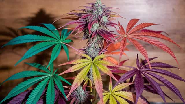 Aurora Cannabis: Underappreciated Turnaround