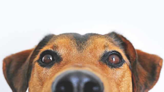 Animal Health Elanco Chirps A Solid Quarter Tempered By Soft Q2 EPS Guide