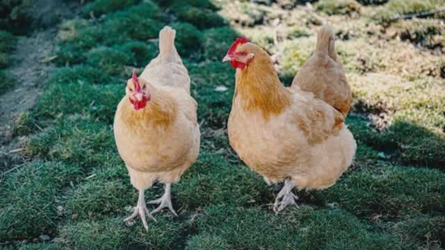Phibro Animal Health: Zoetis Growth, Valuation Still Attractive