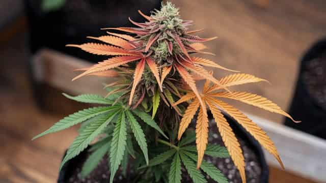 3 Cannabis Stocks For Investors To Secure For Future Gains