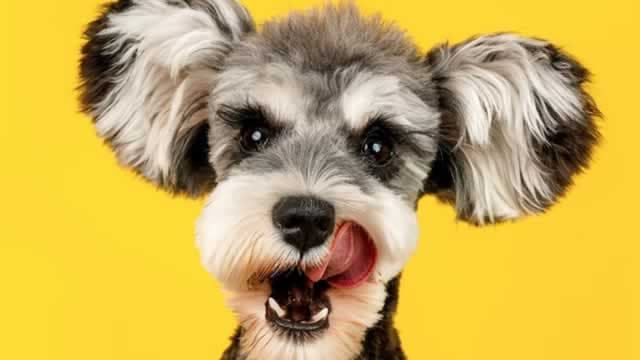 Are Consumer Discretionary Stocks Lagging Central Garden & Pet (CENTA) This Year?