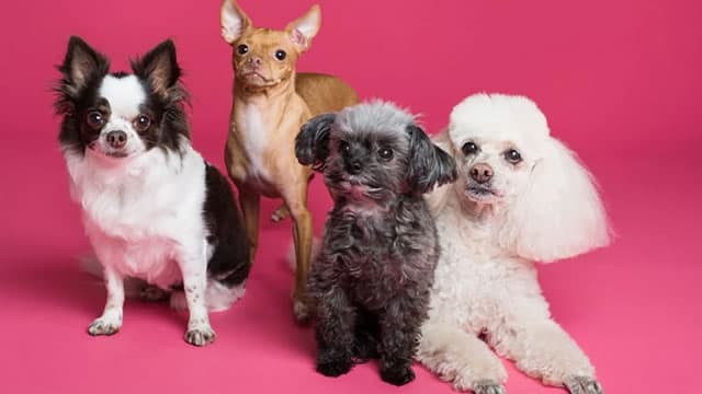 Petco Stock Jumps After Q2 Earnings Beat Estimates
