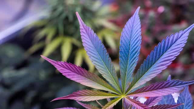 April 2025 Ancillary Cannabis Stock Watchlist: Three Companies Powering the Industry